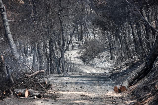 Οι έρευνες για εμπρησμό από πρόθεση στην Εύβοια – Άρση απορρήτου για τους υπόπτους