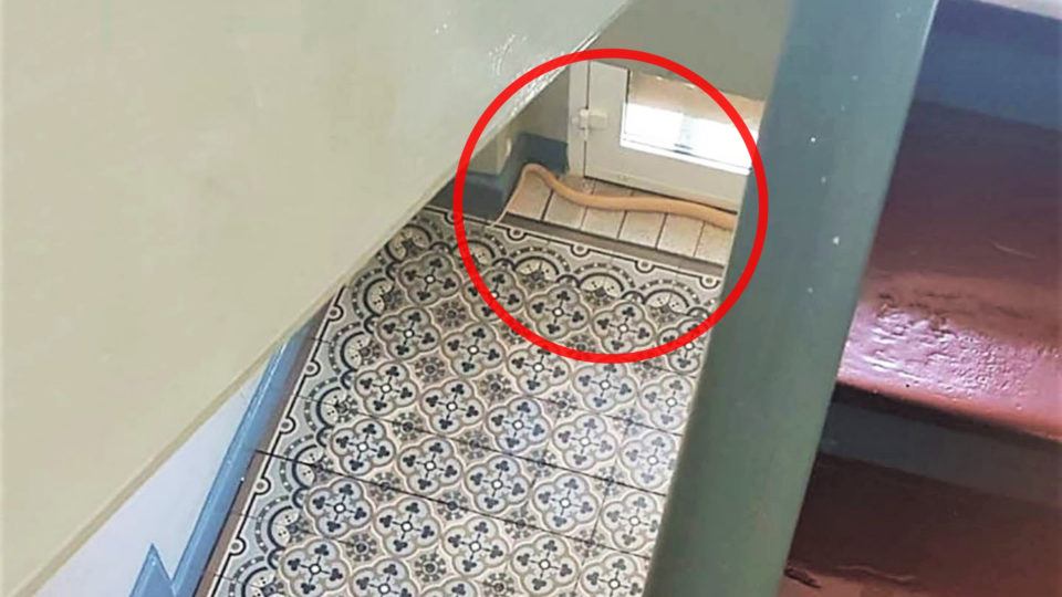 Σαφάρι για μια κόμπρα σε… πόλη της Γερμανίας