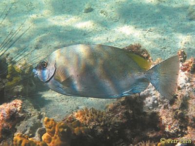 Επικίνδυνοι τοξικοί εισβολείς βρίσκονται στις ελληνικές θάλασσες