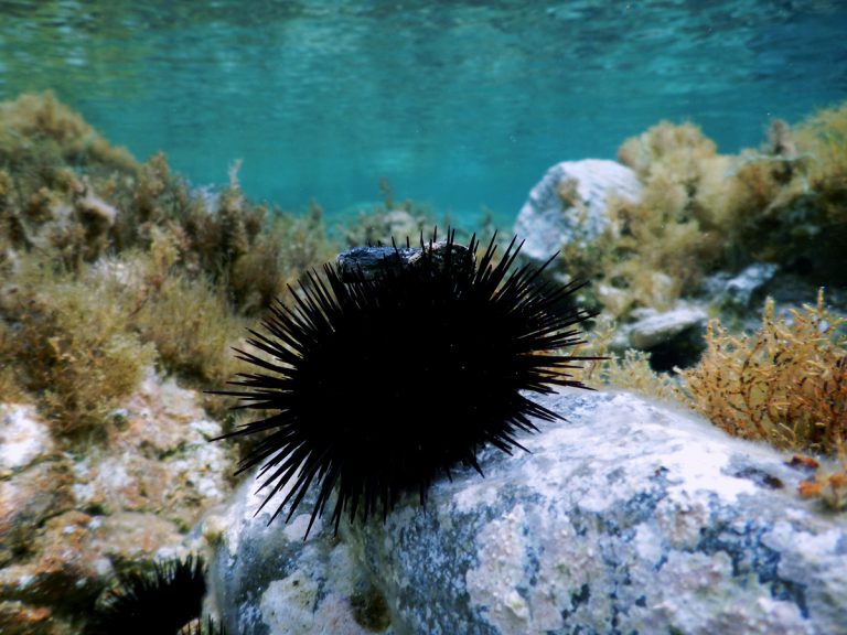 Ο αχινός… κοστίζει