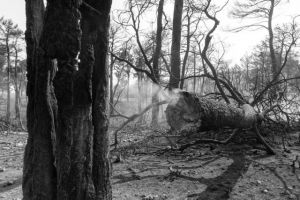 Γιατί αμφισβητείται το άλλοθι του βασικού υπόπτου για εμπρησμό στην Εύβοια