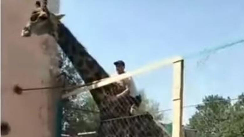 Μεθυσμένος άνδρας αποφάσισε να «ιππεύσει» καμηλοπάρδαλη και έγινε viral
