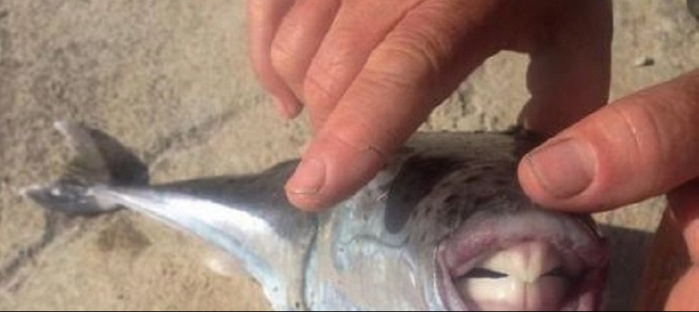 Λαγοκέφαλοι: «Εισβολή» και στον Παγασητικό