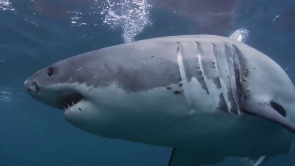 Κίνδυνος – θάνατος και έξω από το νερό: Καρχαρίας αρπάζει ψαρά πάνω σε σκάφος