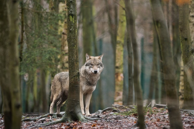Μελέτη αποκαλύπτει : Λύκοι απειλούν τα ελάφια της Πάρνηθας