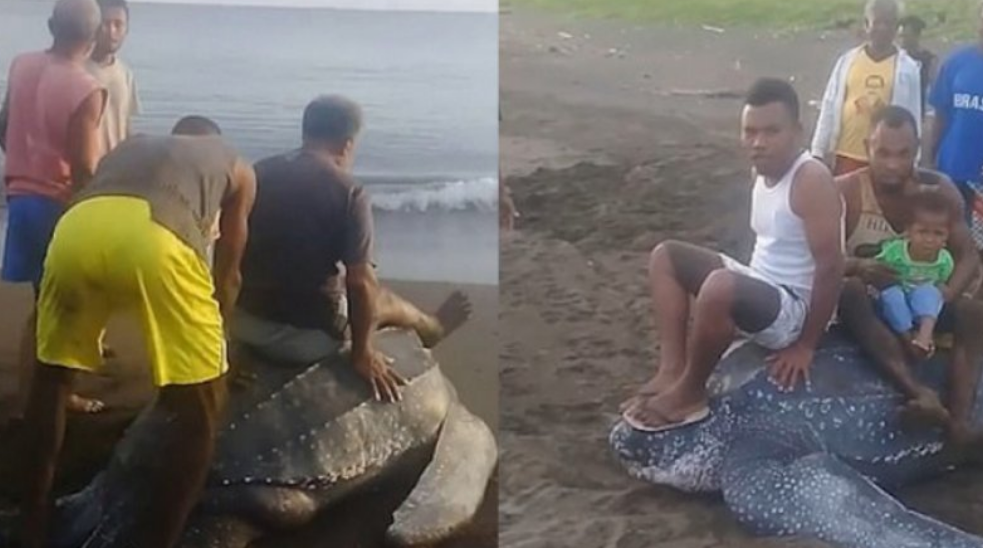 Καβάλησαν θαλάσσια χελώνα που βγήκε στην αμμουδιά να γεννήσει
