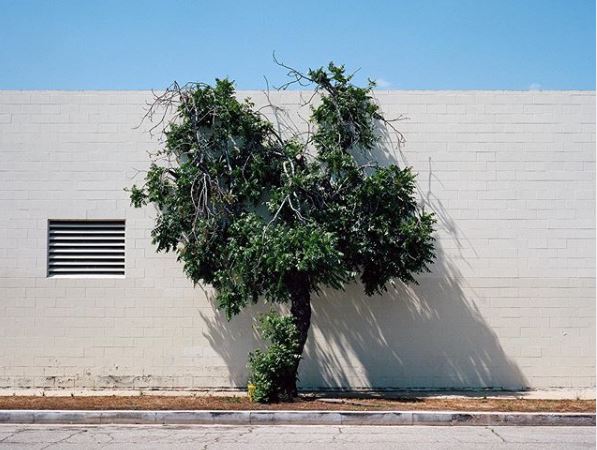 «Ένα δέντρο μεγαλώνει σε»… μια πόλη