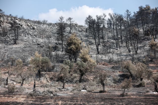 Ανυπολόγιστη καταστροφή στην Εύβοια – «Στάχτη» πάνω από 24.000 στρέμματα