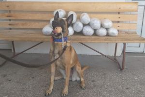 Η Avra μυρίστηκε… 15 κιλά κάνναβης σε αυτοκίνητο