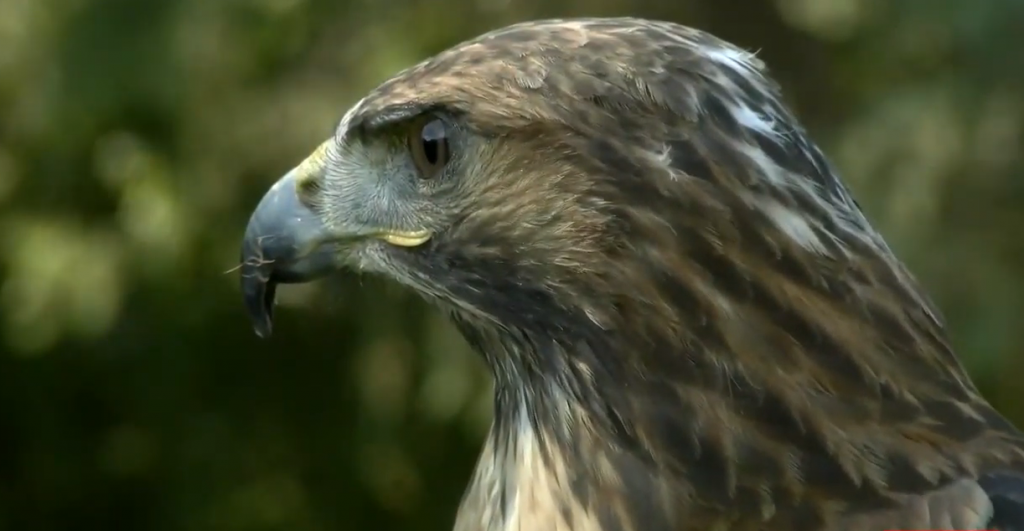 Ζήνα: Το μοναδικό γεράκι στον κόσμο που καταρρίπτει drones