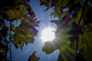 Ο Ήλιος στον Ζυγό επιζητά την ισορροπία και την αρμονία