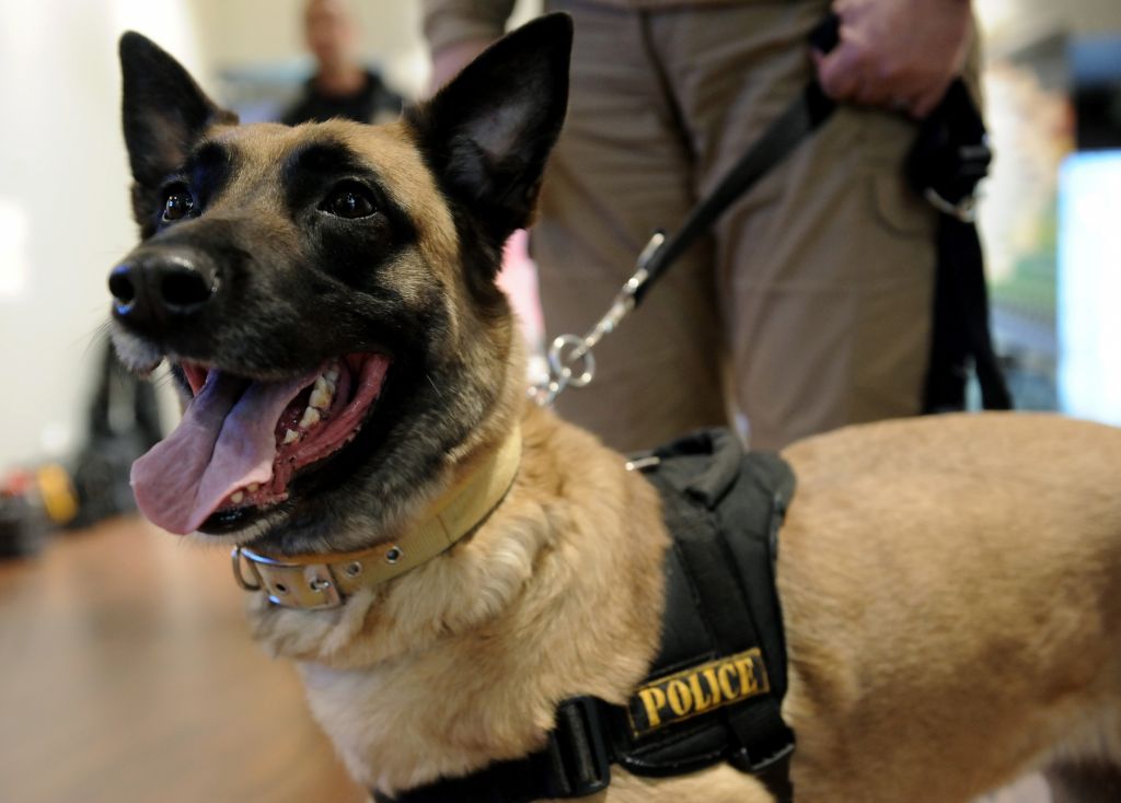Ο αστυνομικός σκύλος που «ξετρύπωσε» ναρκωτικά από στάβλο