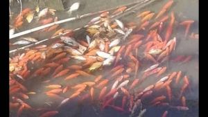 Νεκρά χρυσόψαρα από ένα παράσιτο – Πόσο επικίνδυνο είναι