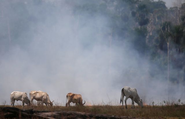 Αμαζόνιος : Πάνω από 2,3 εκατ. άγρια ζώα πέθαναν από τις πυρκαγιές