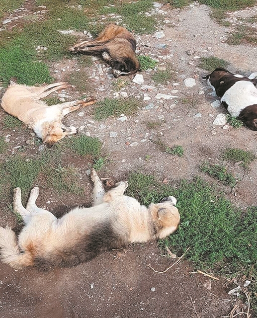 Μαζική δολοφονία σκύλων με φόλες