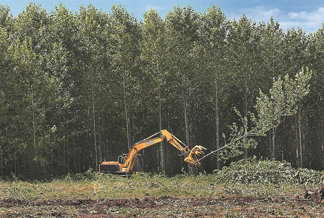 Τα δάση που πληγώναμε