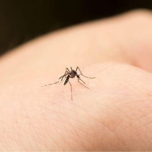 Τσίμπημα κουνουπιού άφησε 64χρονο εγκεφαλικά νεκρό μέσα σε 9 μέρες