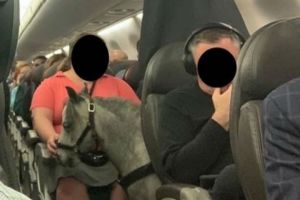 Πτήση με έναν ξεχωριστό συνταξιδιώτη… ένα μικρό πόνι!