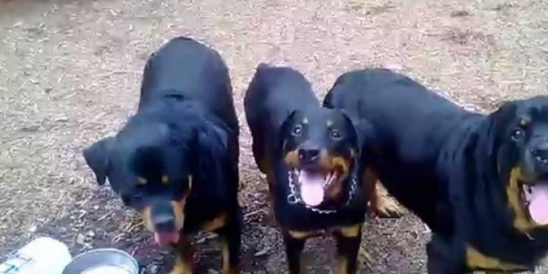 Θάνατος 5χρονου από ροτβάιλερ στη Κοζάνη – Η υπόθεση που συγκλόνισε το Πανελλήνιο