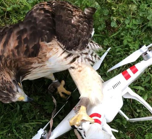 Εκπαιδευμένο γεράκι κατέρριψε drone παπαράτσι στο Ψυχικό