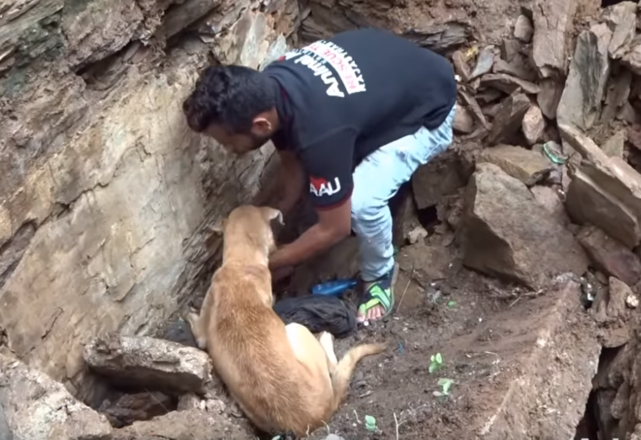 Ο αγώνας μιας σκυλίτσας να σώσει τα κουτάβια της που είχαν θαφτεί στα χαλάσματα