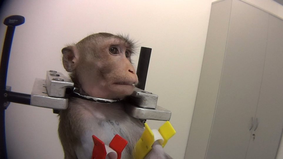 Γερμανία : Οργή με βασανιστήρια σε πειραματόζωα – Τα βίντεο σοκ