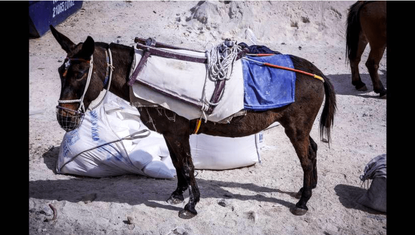 Στη Μακρινίτσα η αποκομιδή των σκουπιδιών γίνεται με γαϊδουράκια