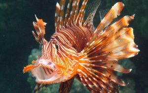 Κρήτη: Επιχείρηση ανάσχεσης της επέλασης του λεοντόψαρου!