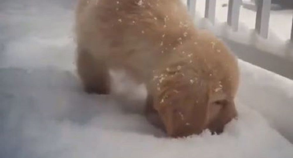 Απολαυστικό βίντεο με λαμπραντόρ που ανακαλύπτει το χιόνι