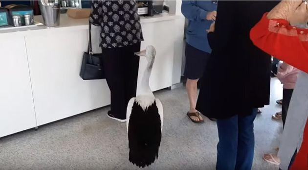 Πελεκάνος… περιμένει στην ουρά για Fish & Chips