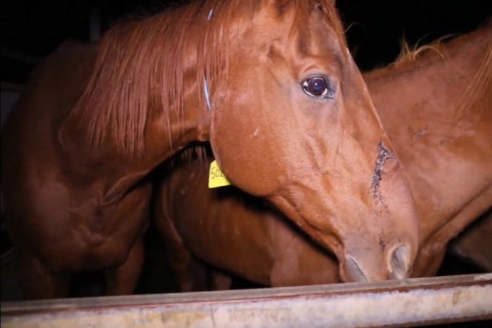 Αυστραλία: Σκοτώνουν τα άλογα κούρσας πολύ πριν γεράσουν