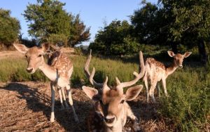 Αδέσποτα σκυλιά σκότωσαν τα ελάφια στον Δημοτικό Κήπο Κατερίνης