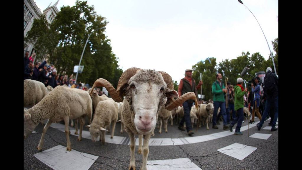 Ασυνήθιστο θέαμα στη Μαδρίτη: Πρόβατα κατέκλυσαν τους δρόμους