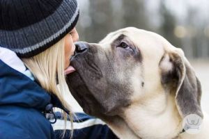 Ζουν περισσότερο όσοι έχουν σκύλο στο σπίτι τους