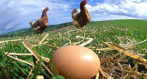 Chipita: Στηρίζει τις βέλτιστες πρακτικές πτηνοτροφίας και προμηθεύεται αποκλειστικά cage-free αυγά