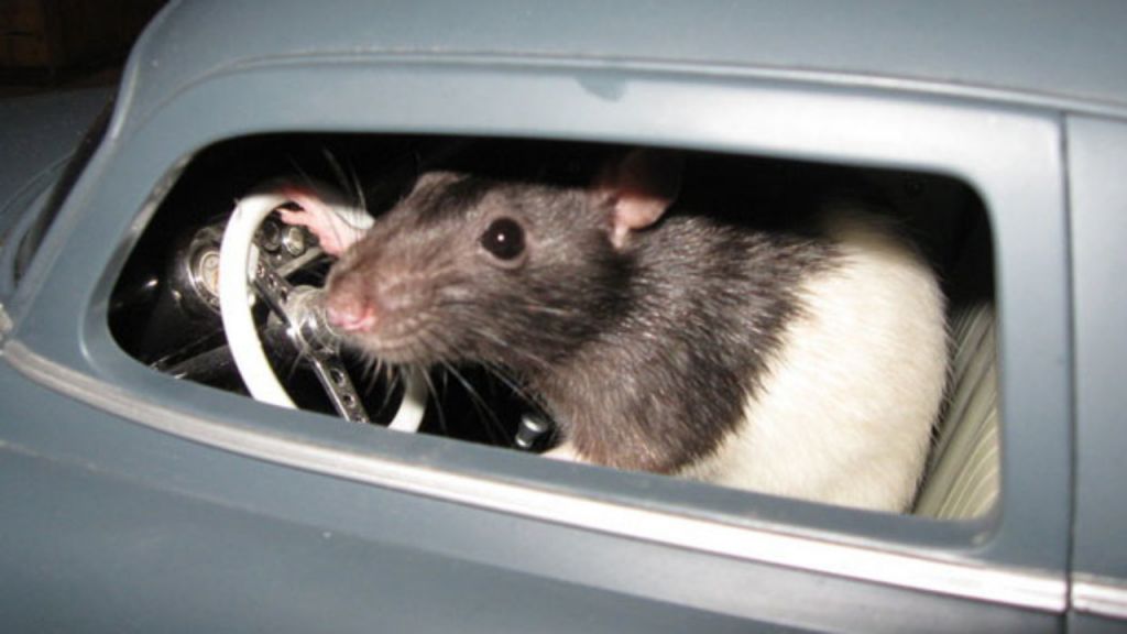 Ερευνητές έμαθαν σε ποντίκια να… οδηγούν πολύ μικρά αυτοκίνητα