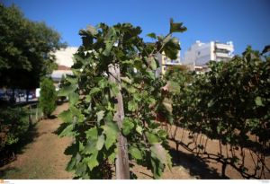 Συρρικνωμένη κατά 10% η ελληνική οινοπαραγωγή