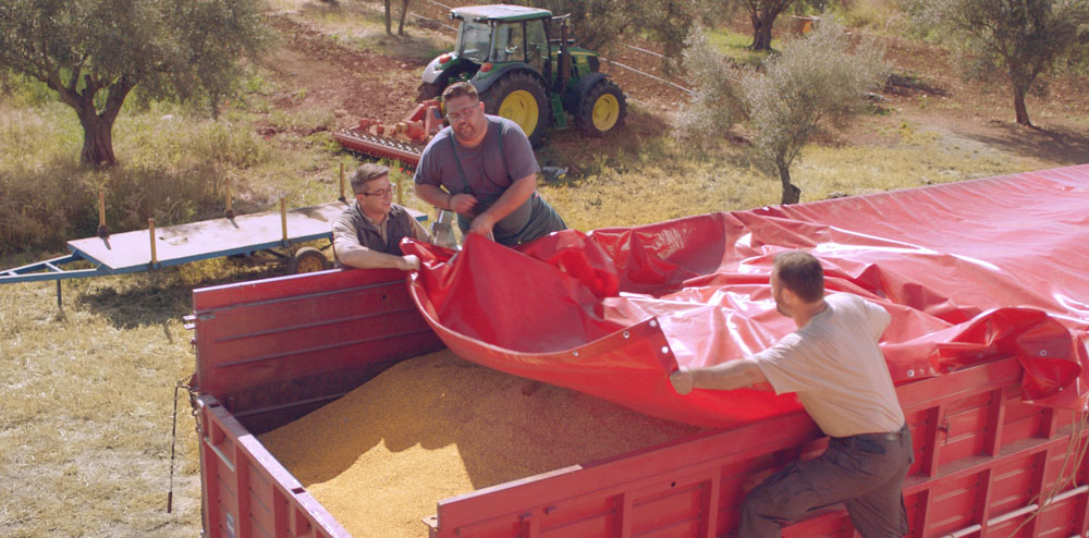 Κριθάρι: Αναγέννηση για το πιο ταπεινό από τα σιτηρά