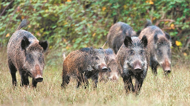 Η επέλαση των αγριόχοιρων