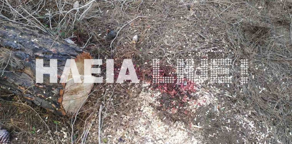 Δύο νεκροί στο δάσος της Στροφυλιάς μέσα σε λίγες ώρες