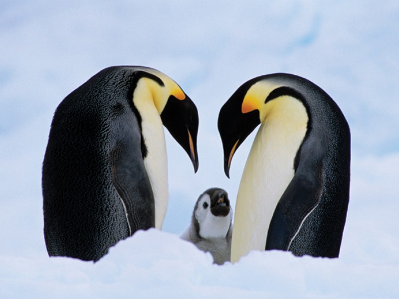 Σήμα κινδύνου για τον πληθυσμό των αυτοκρατορικών πιγκουίνων