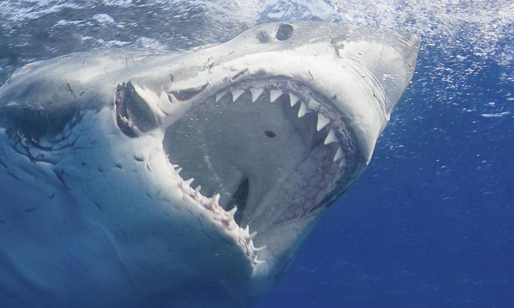 Λευκός καρχαρίας : Καρέ – καρέ η μανιασμένη επίθεσή του σε δύτες
