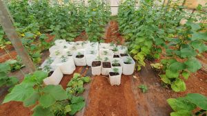 Μπέρδεψαν τη φυτεία κλωστικής κάνναβης με… ναρκωτικά