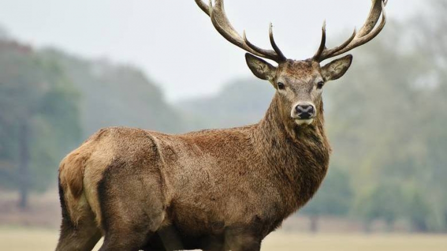 Ελάφια – ζόμπι : Η νέα ασθένεια που μπορεί να απειλήσει και τον άνθρωπο