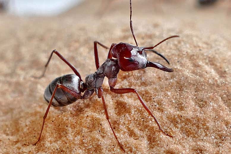 Το ταχύτερο μυρμήγκι στον κόσμο ζει στη Σαχάρα
