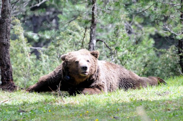 Φλώρινα : Νεαρή αρκούδα τριγυρνά κοντά σε κατοικημένη περιοχή