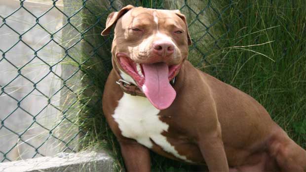 Αριδαία : Σκύλος τραυμάτισε 11χρονη