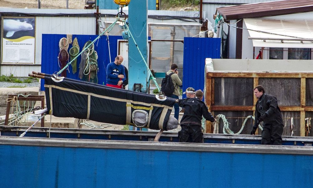 Ρωσία: Επιχείρηση «Free Willy» για τις τελευταίες φάλαινες Μπελούγκα στην «φυλακή των κητωδών»