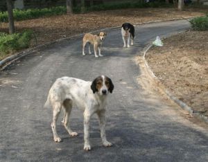 Επίθεση σκύλων σε 9χρονο: «Το παιδί είναι πετσοκομμένο, φαίνονται τα οστά»