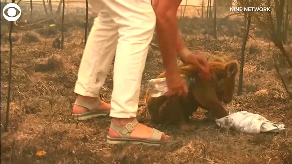 Αυστραλία: Συγκινητικό βίντεο με τη διάσωση μικρού κοάλα από τη φωτιά